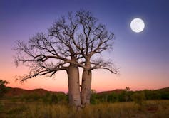 Two intertwined baobabs stand in a landscape where the sun has just set. A full moon appears in a pink and purple sky.