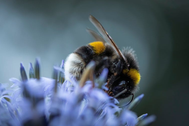 A bumblebee on a violet flower.