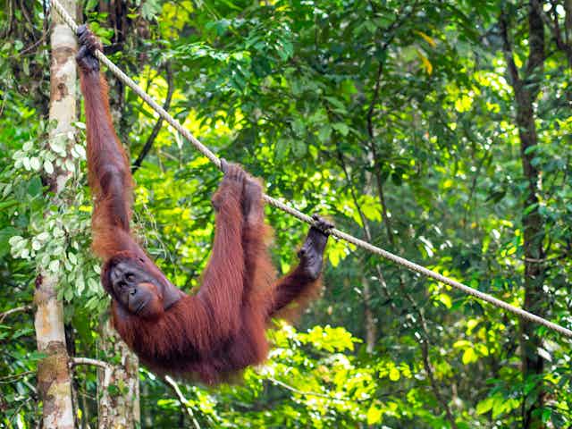 An orangutan hanging off a rope.