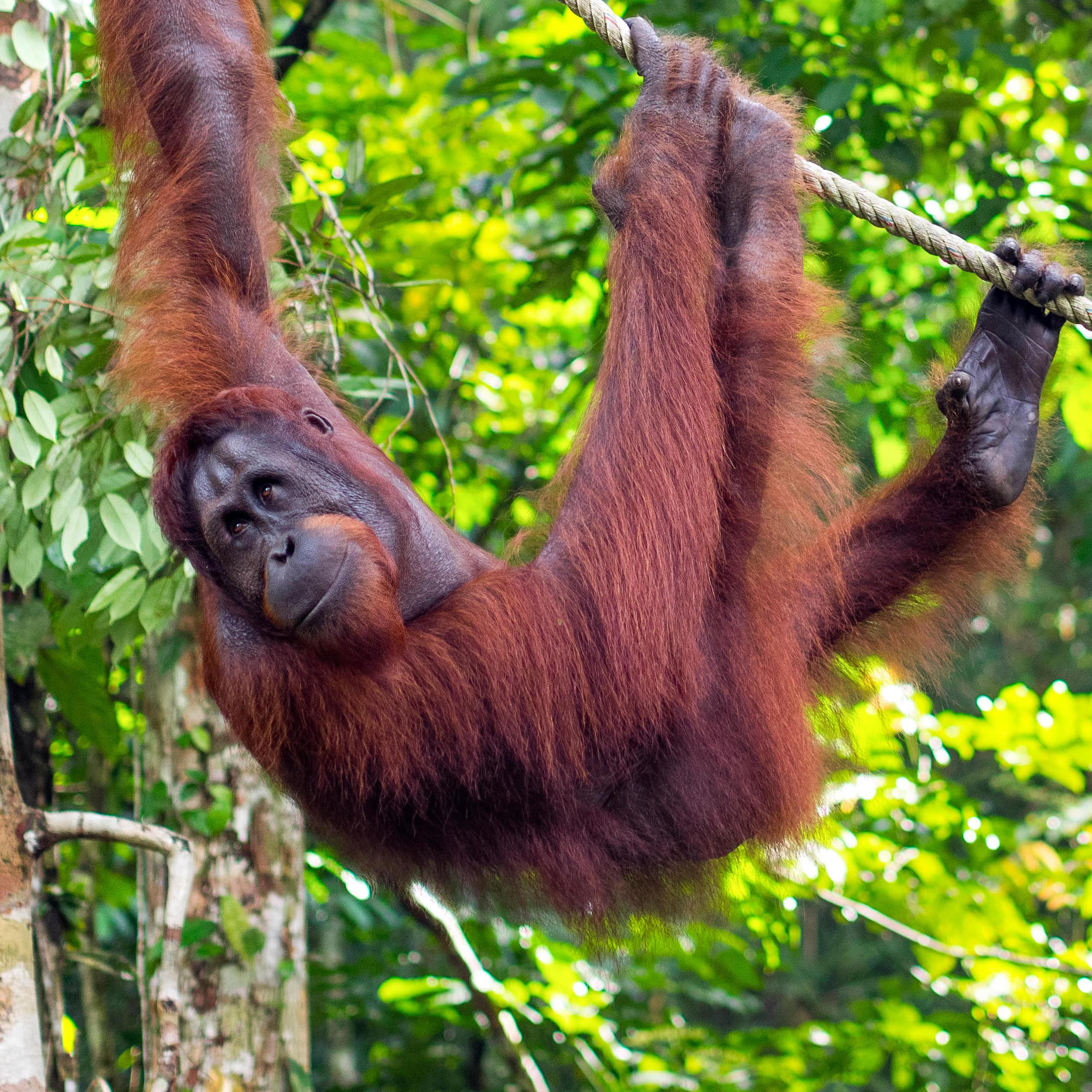 An orangutan hanging off a rope.