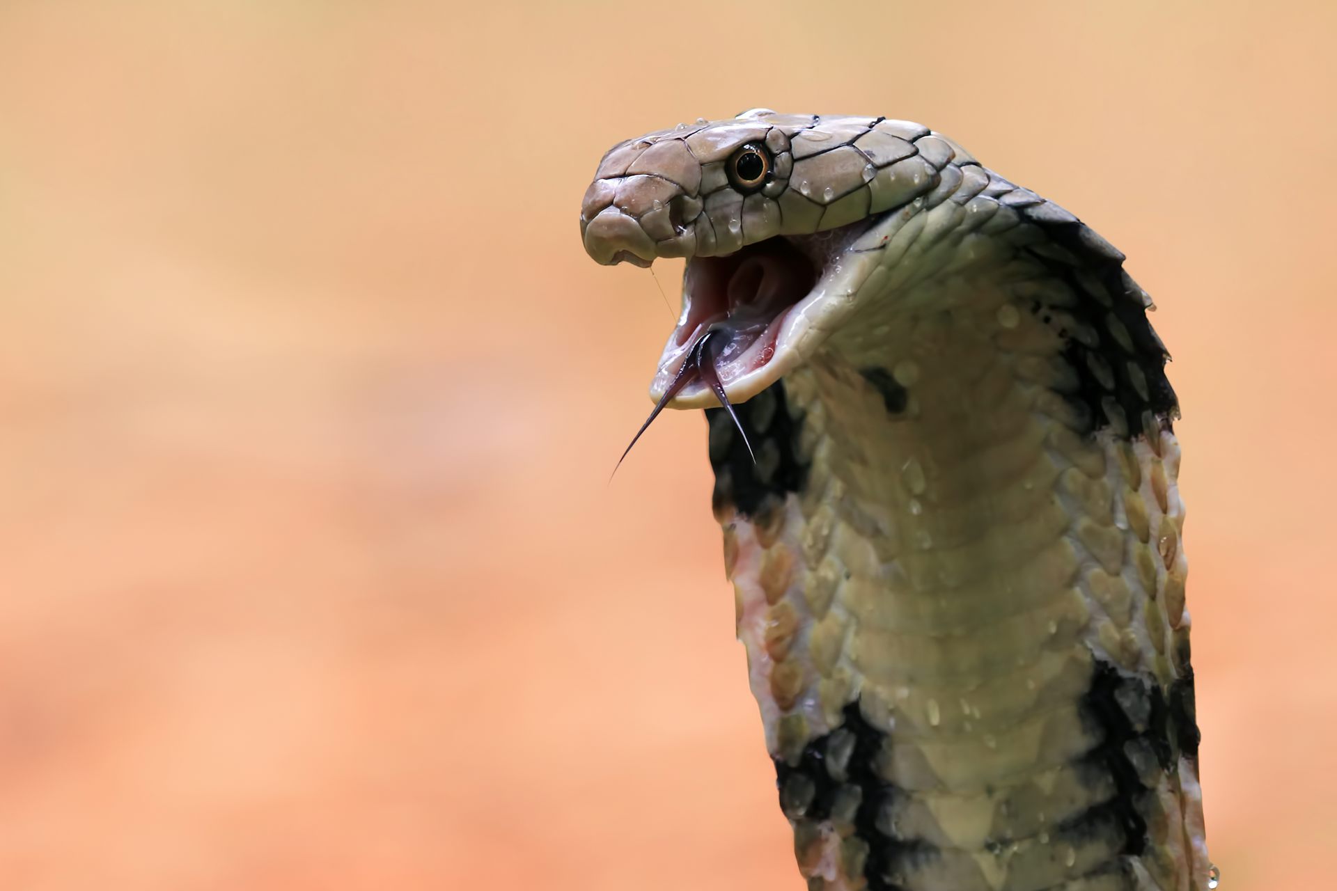 A cobra with its mouth open. 