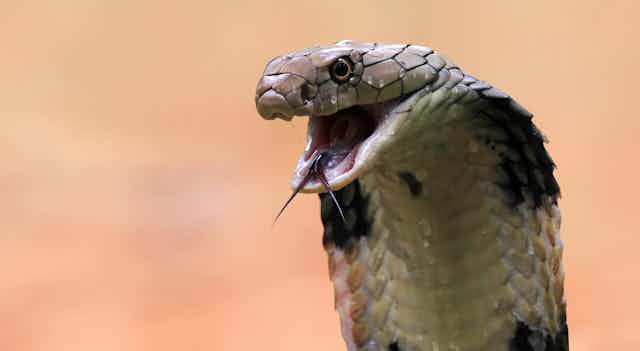 A cobra with its mouth open. 