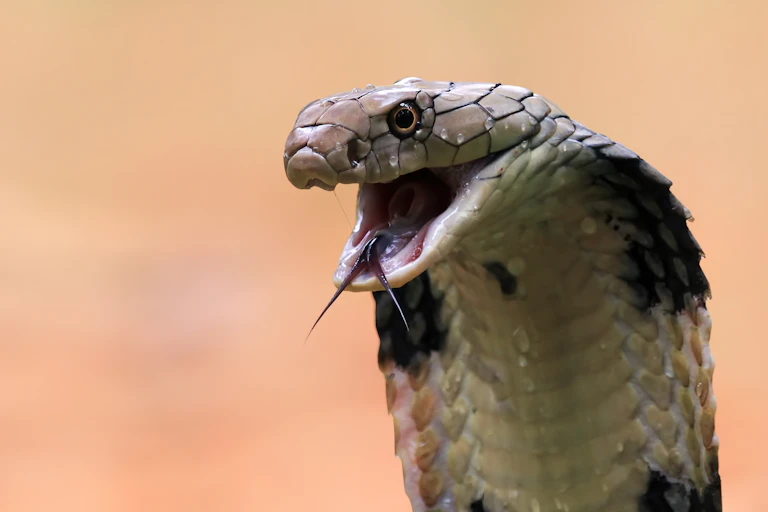 A cobra with its mouth open.