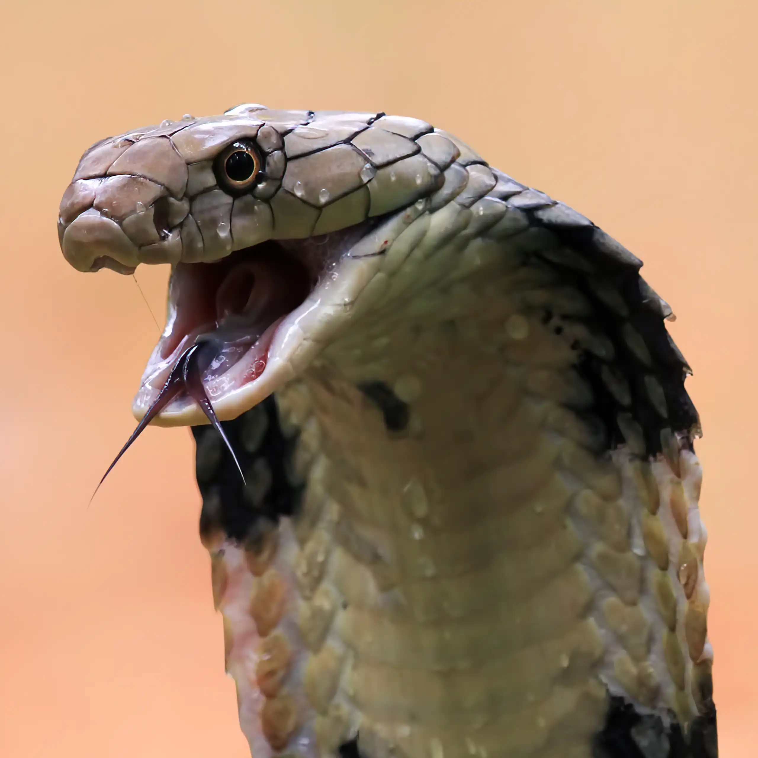 A cobra with its mouth open.