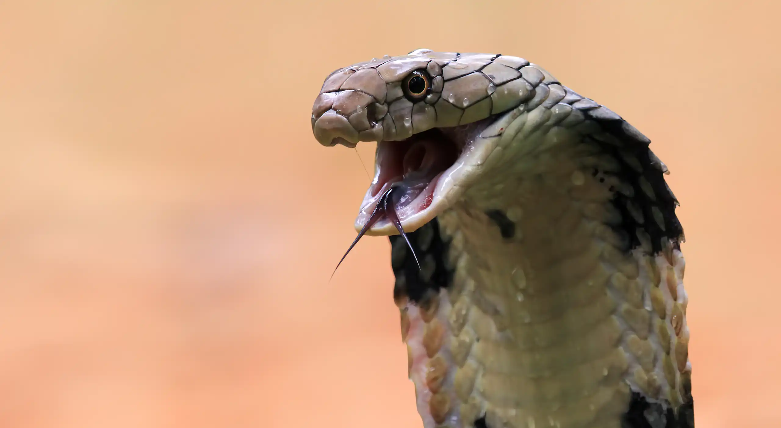 A cobra with its mouth open.