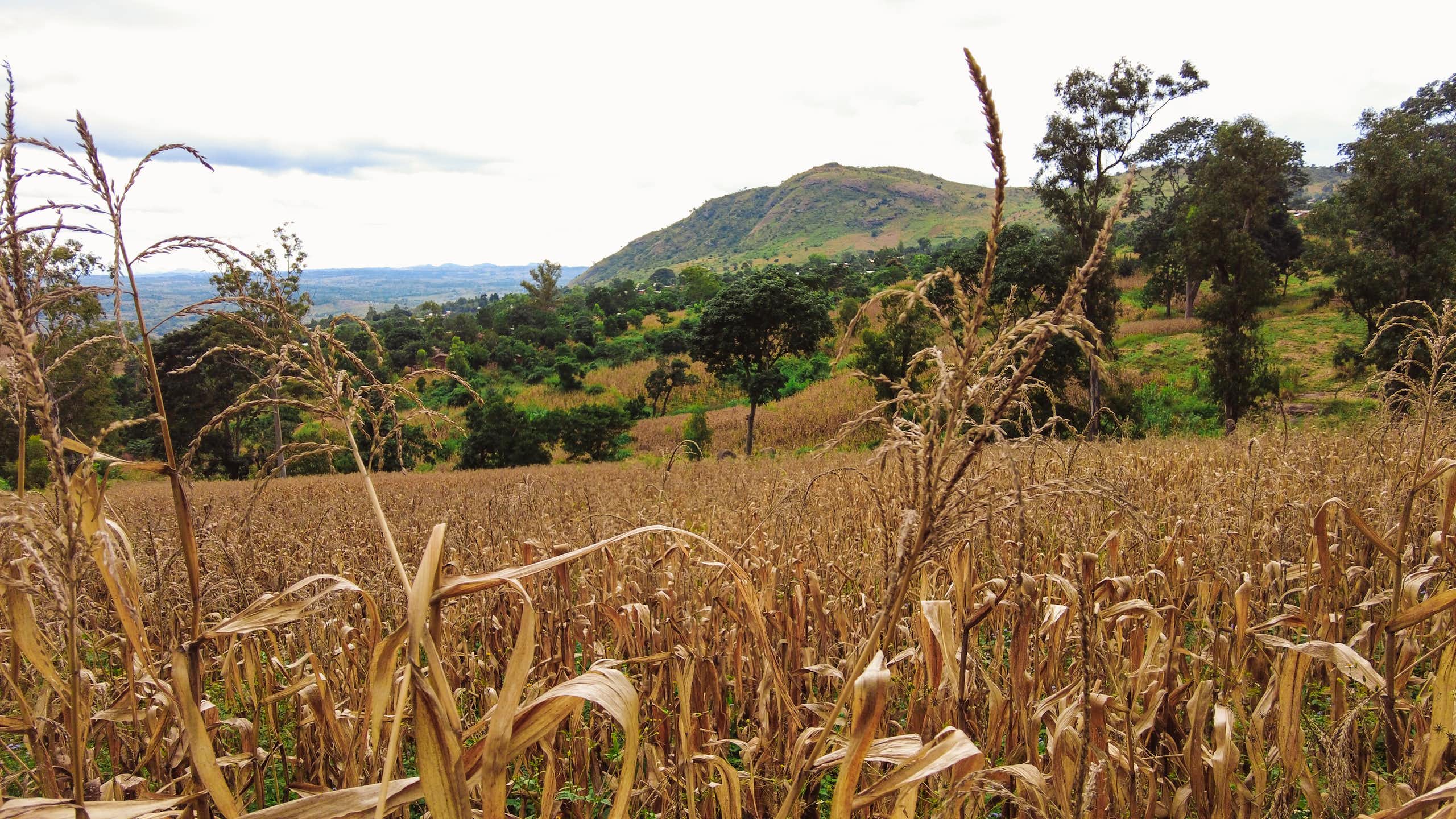 A field of dried out maize plants with a hill in the background