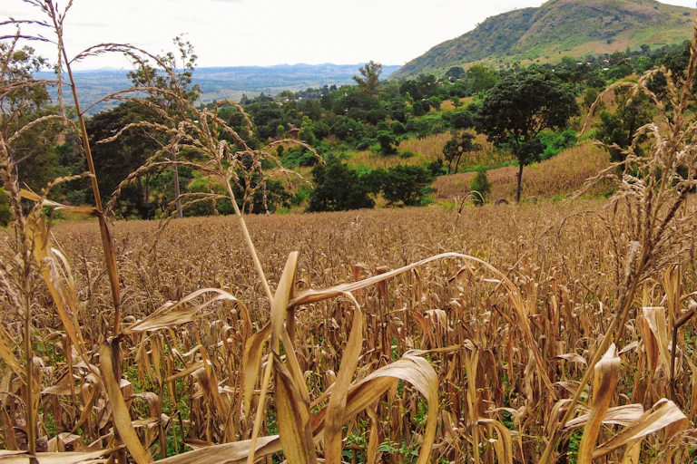 A field of dried out maize plants with a hill in the background