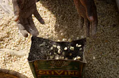 Two hands put down a tin of dried maize