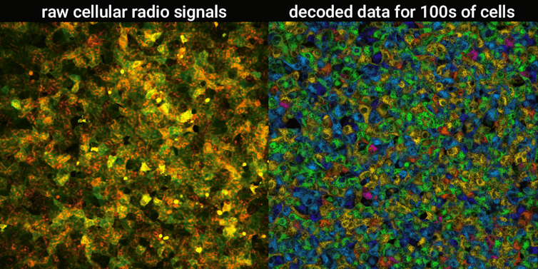 Left: population of hundreds of human cells displaying protein oscillations. Right: decoded cell state data from each individual cell within the population, color-coded by activity