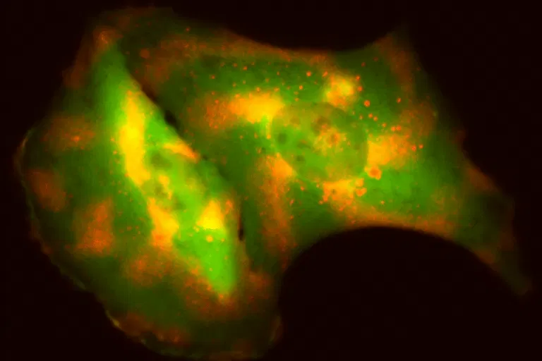 Cell Profiling Gif Engineering cells to broadcast their behavior can help scientists study ...