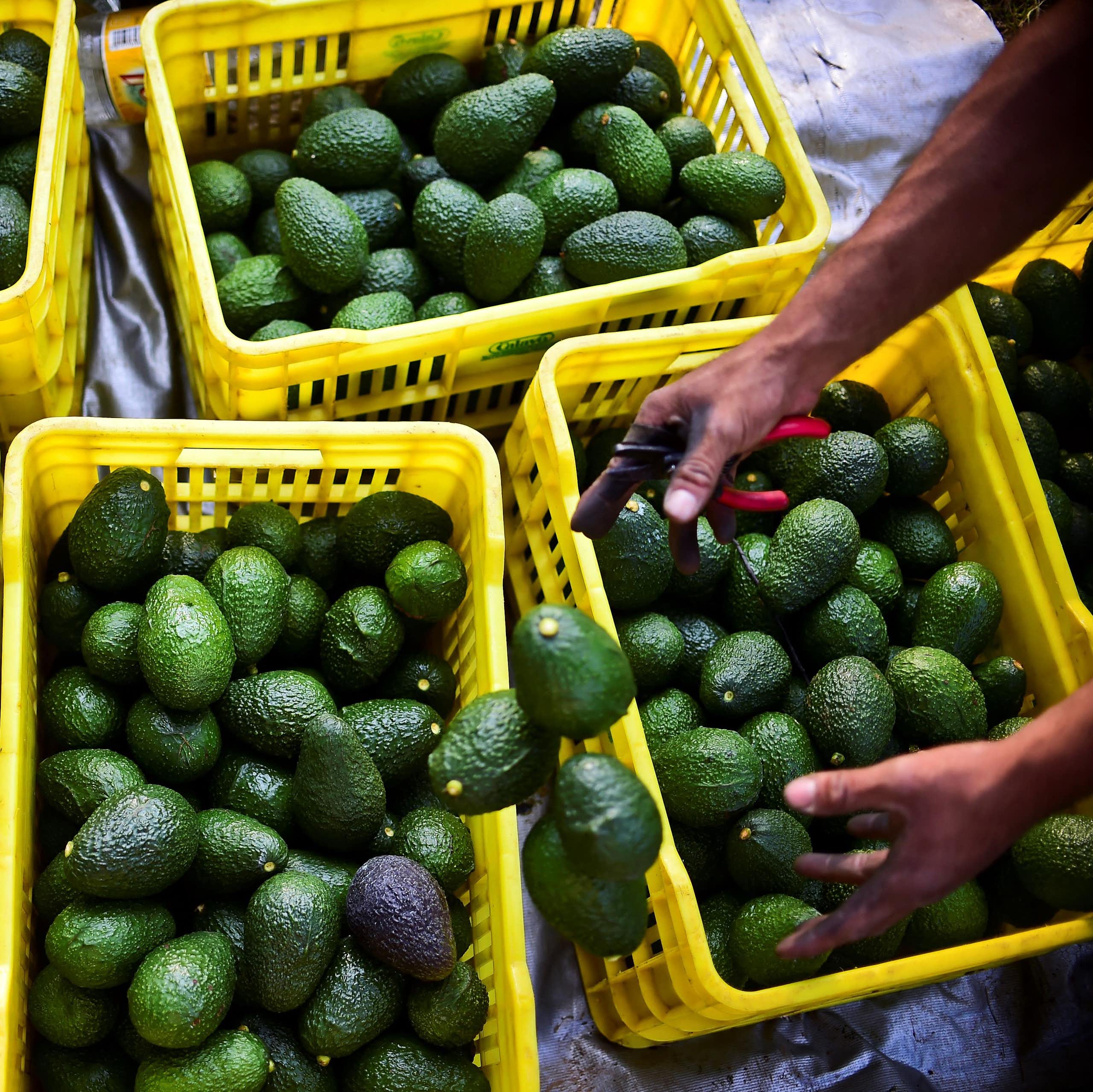 Hands drop Hass avocados  into plastic baskets