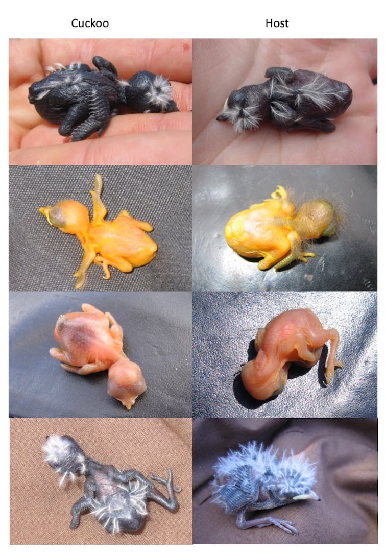 Photos of four pairs of chicks, each similar in appearance.