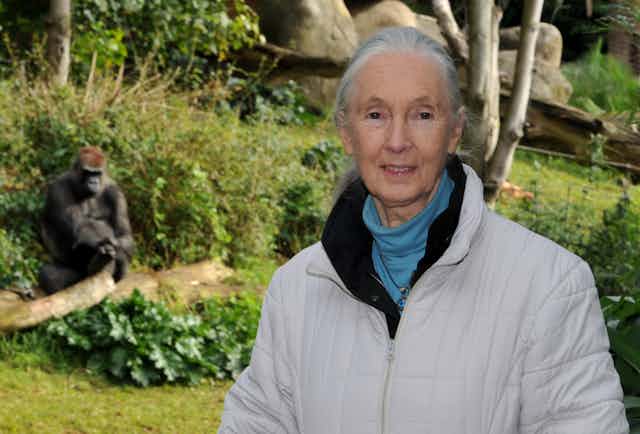 Jane Goodall poses for a photograph in front of the gorilla exhibit at Melbourne Zoo, with a gorilla in the backround