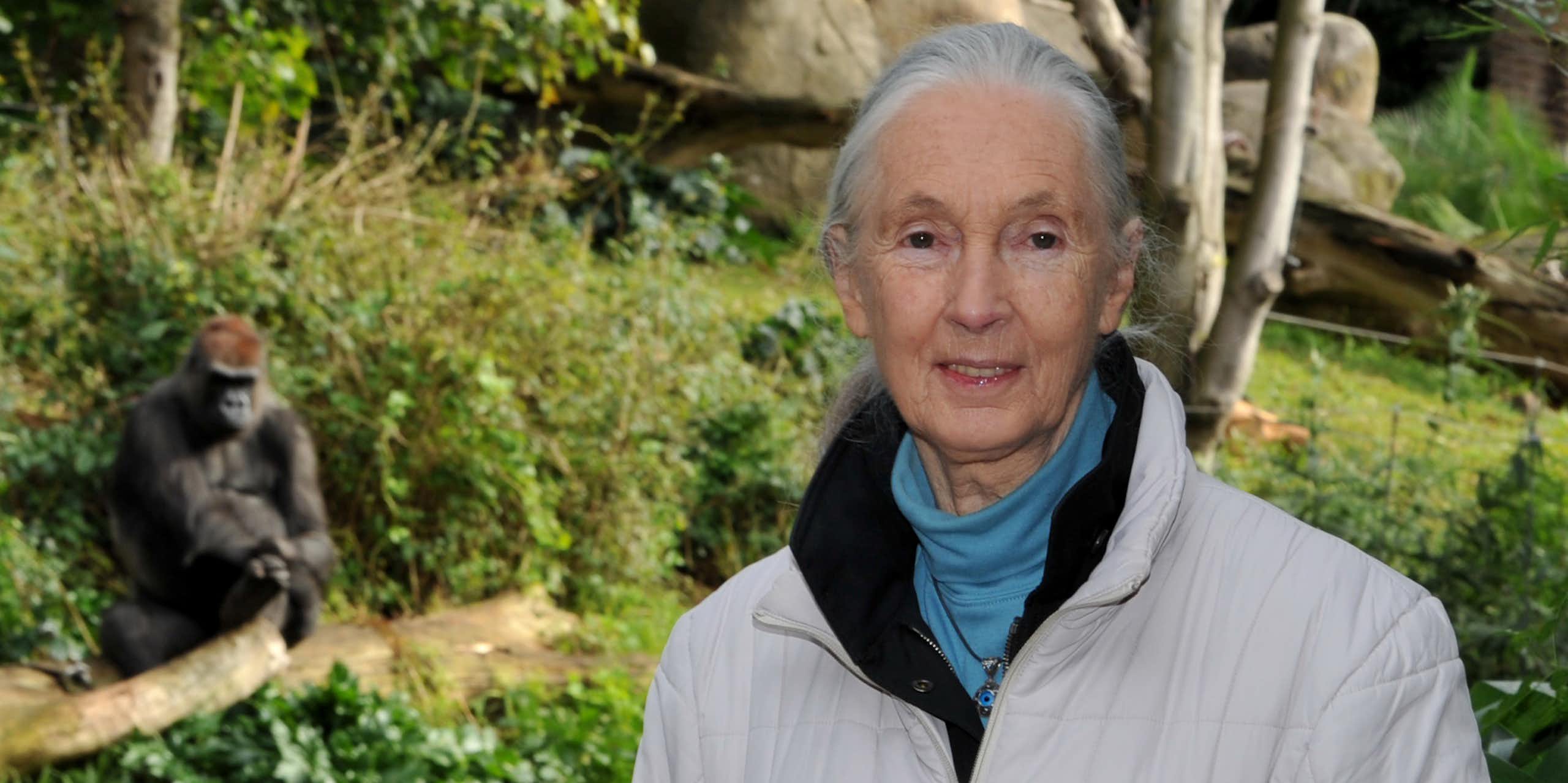 Jane Goodall poses for a photograph in front of the gorilla exhibit at Melbourne Zoo, with a gorilla in the backround