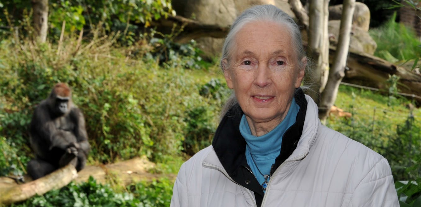 Jane goodall inspires generations of conservationists – we need her education program in schools