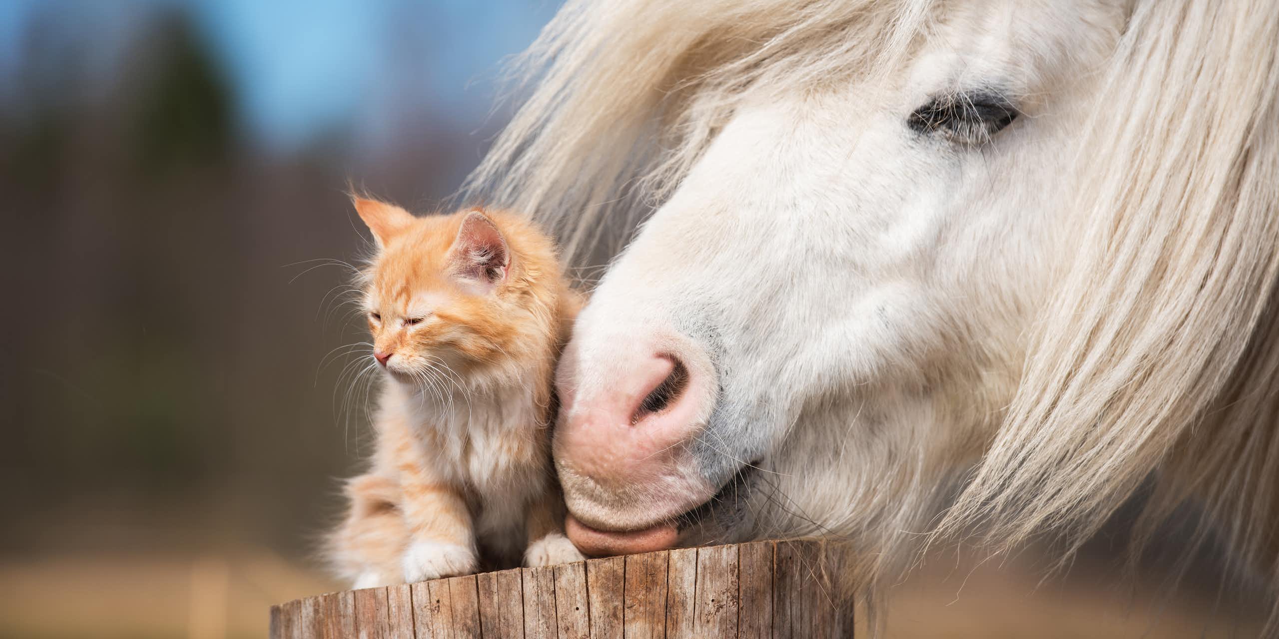 Why do we love to see unlikely animal friendships? A psychology expert explains