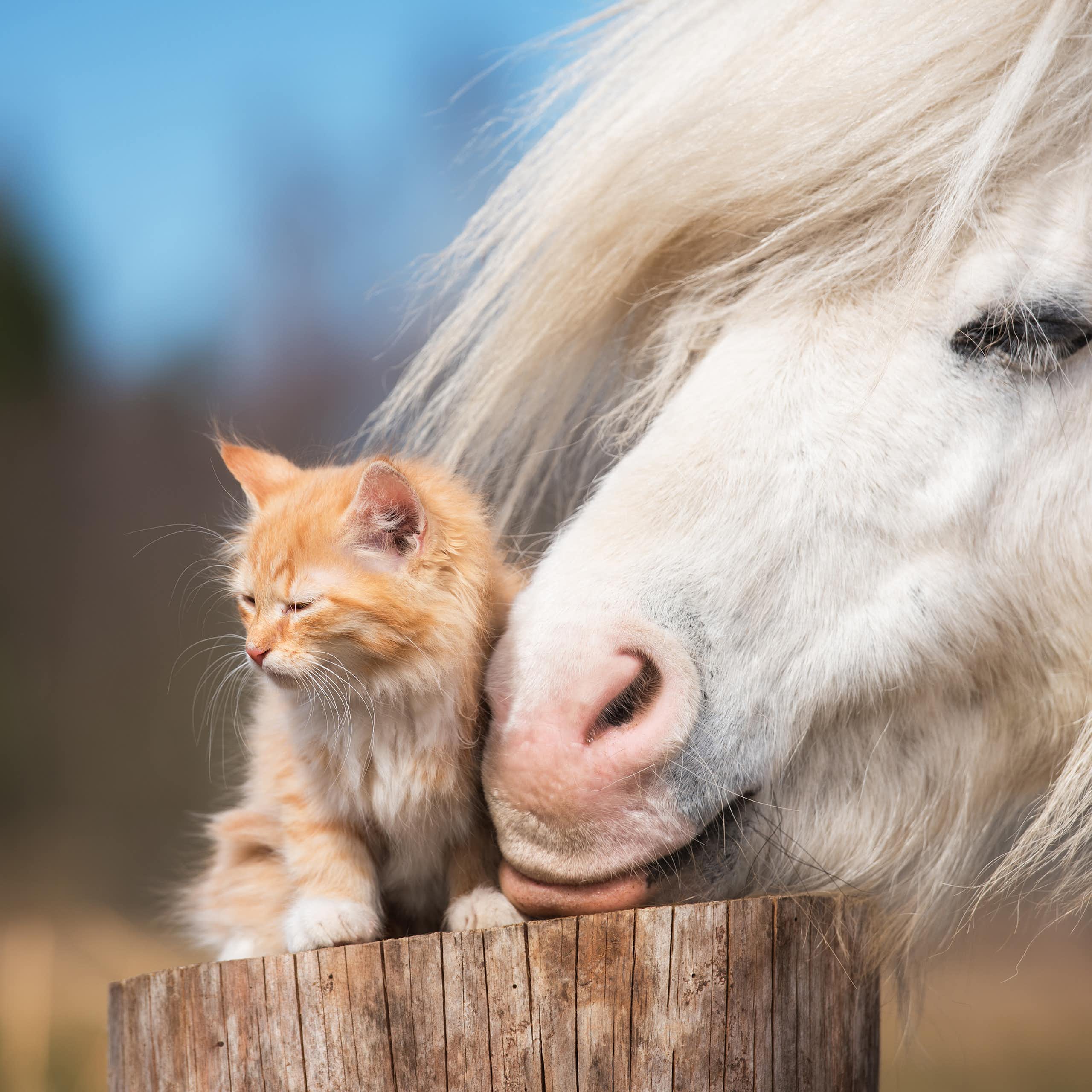 Why do we love to see unlikely animal friendships? A psychology expert explains