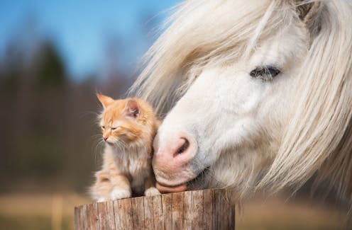 Why do we love to see unlikely animal friendships? A psychology expert explains