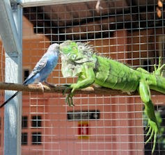 A blue bird and an iguana gingerly touch faces.