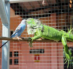 A blue bird and an iguana gingerly touch faces.
