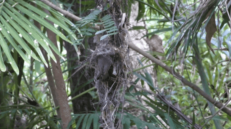 Short video loop of an adult bird grabbing a cuckoo chick from a nest