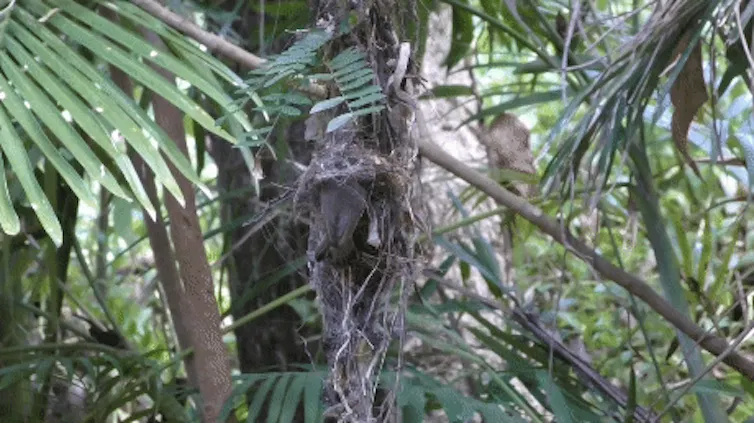 Short video loop of an adult bird grabbing a chick from a nest
