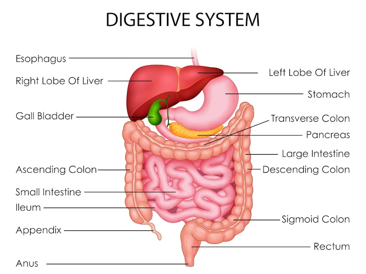 Diagrama del sistema digestivo incluyendo colon y recto.