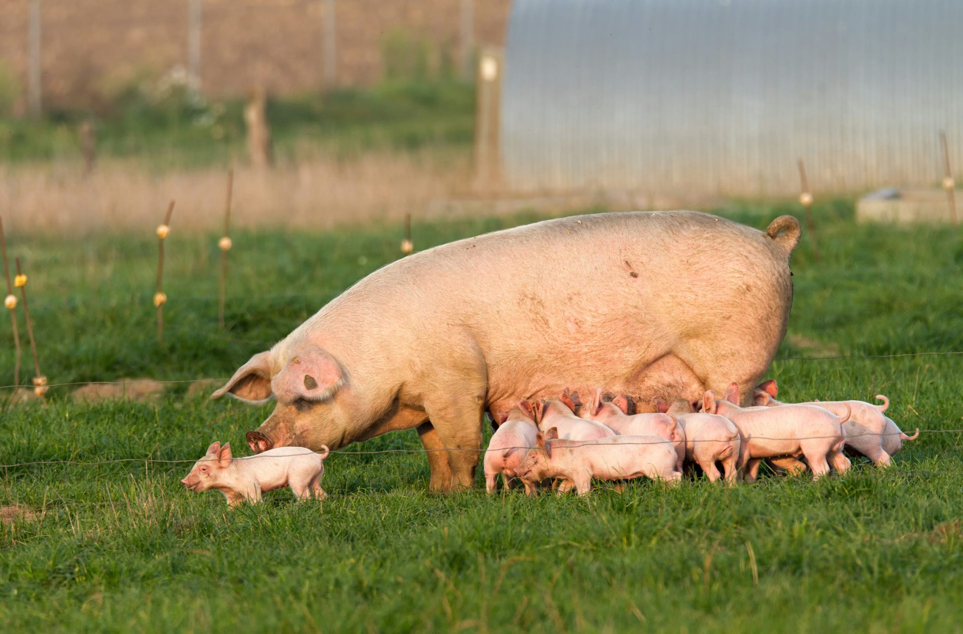 A sow with several piglets in a field.