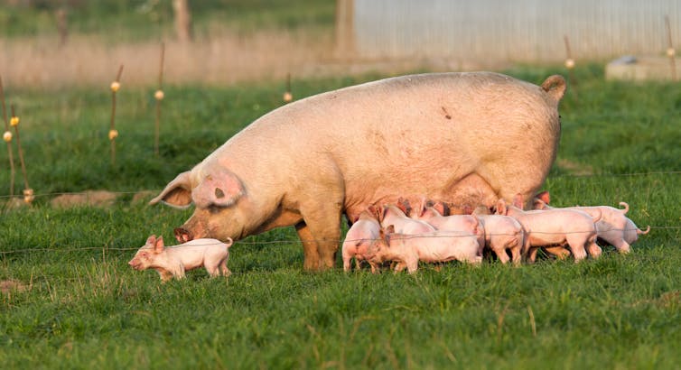 A sow with several piglets in a field.