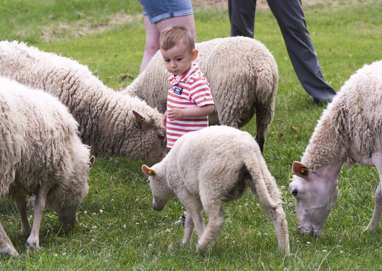A toddler in a red striped T-shirt stands among a group of sheep.