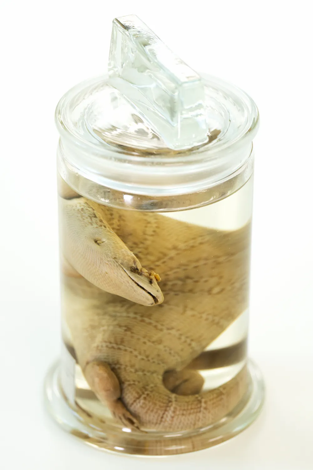 Returning a 170-year-old preserved lizard to Jamaica is a step toward ...
