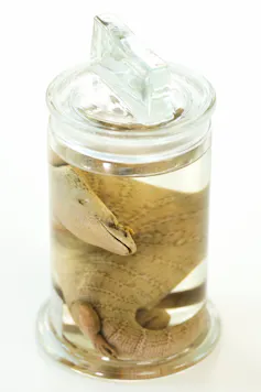 A lizard preserved in a jar, curled in a spiral