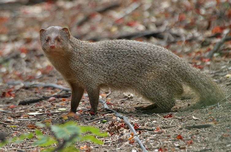 A gray mink-like animal with a long body and thick tail.