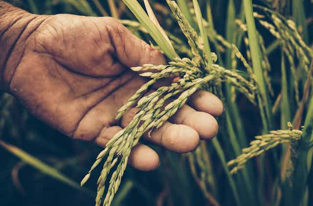 Photo of a hand holding a rice plant.
