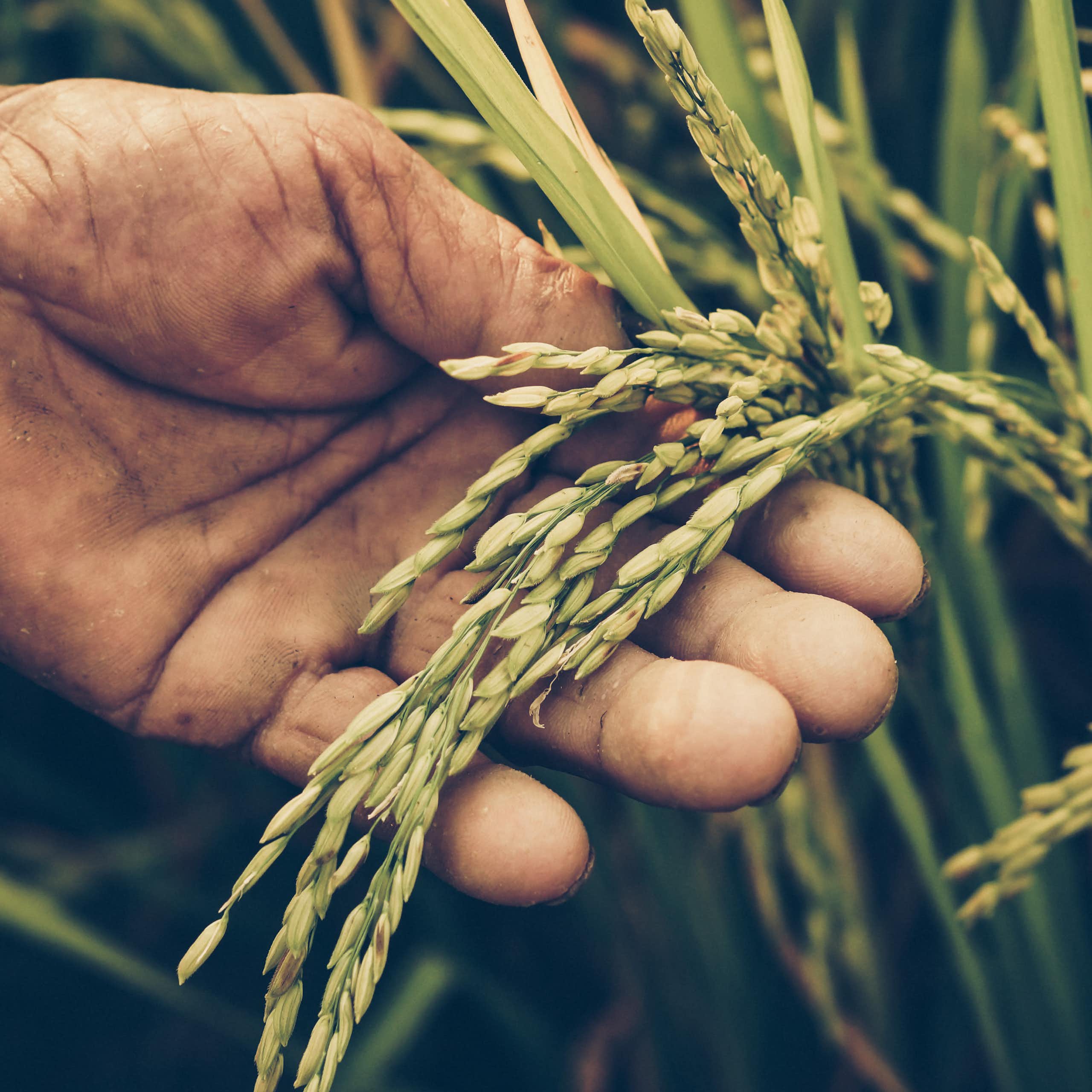 Photo of a hand holding a rice plant.