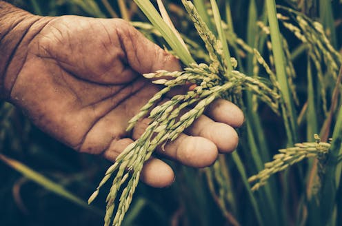 Patents based on traditional knowledge are often ‘biopiracy’. A new international treaty will finally combat this