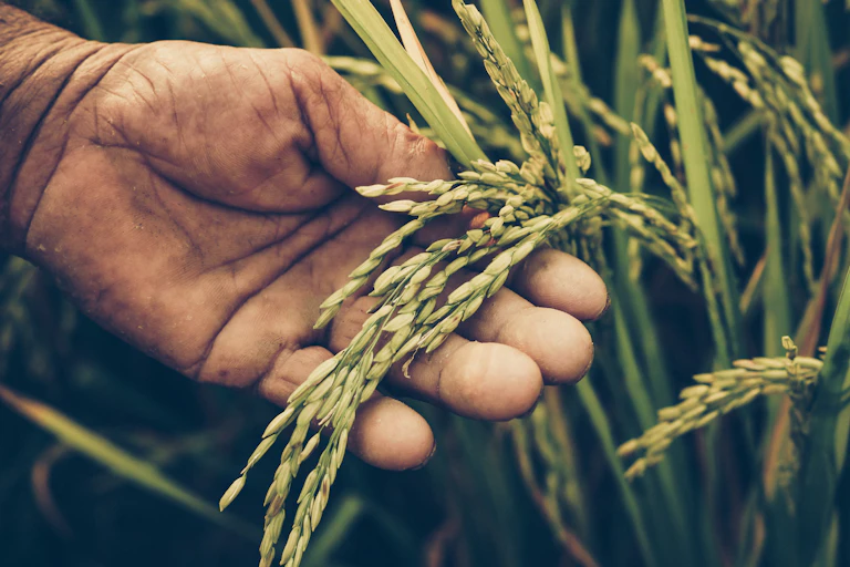 Photo of a hand holding a rice plant.
