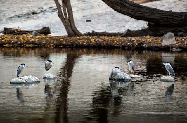 Five waterbirds stand on rocks with a river bank in the background