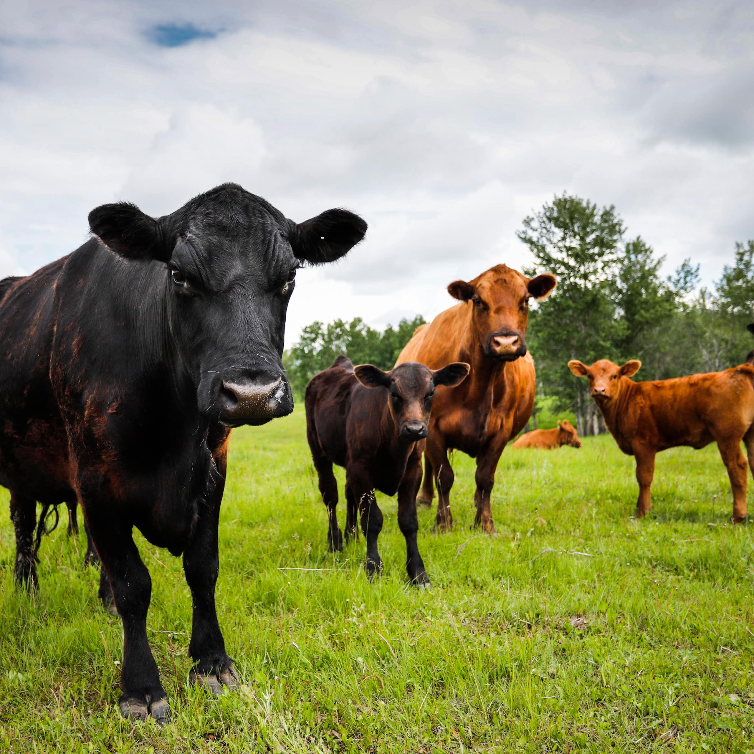 Several cows stand in a field staring into a camera.