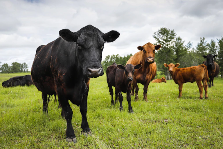 Several cows stand in a field staring into a camera.