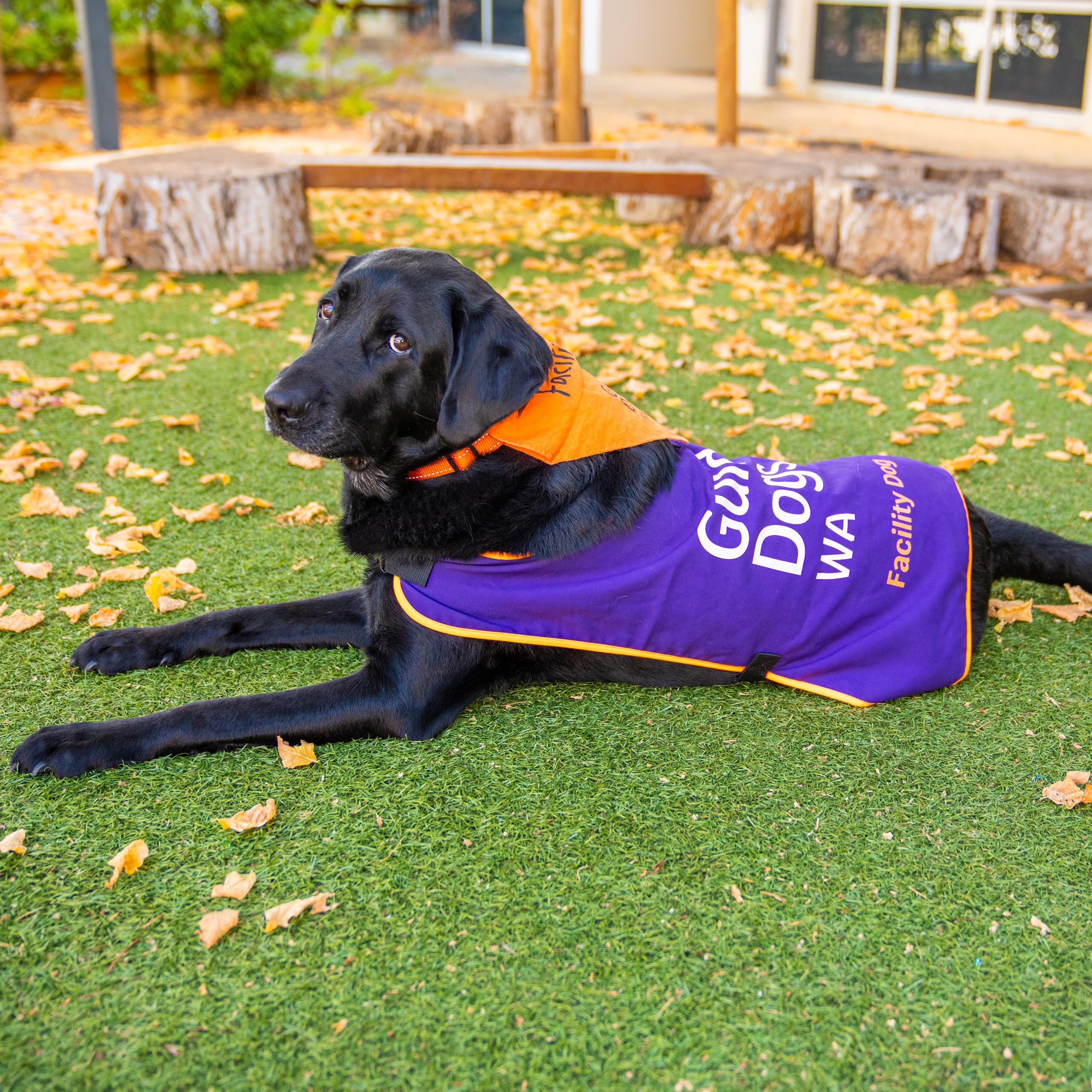 Winston, a justice facility dog trained by Guide Dogs WA