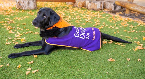 can justice facility dogs like Winston help children and the broader court system?
