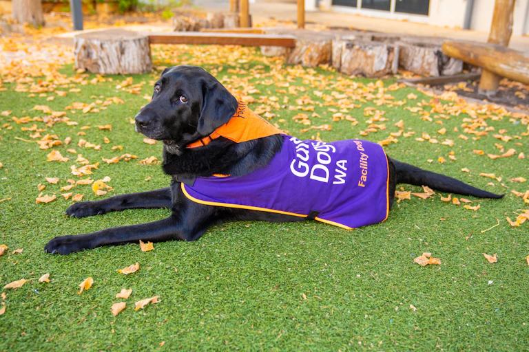 Winston, a justice facility dog trained by Guide Dogs WA