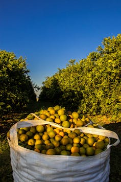 Bags loaded with freshly harvested oranges from the orchard of a farm in Brazil