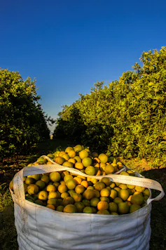 Bags loaded with freshly harvested oranges from the orchard of a farm in Brazil