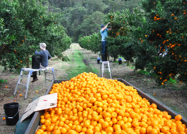 Workers load a trailer with mandarins on a citrus farm in NSW