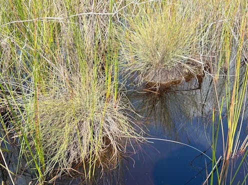 Peat was historically mined overseas because it burns so well. But Australia’s subtropical peat bogs need fire to survive