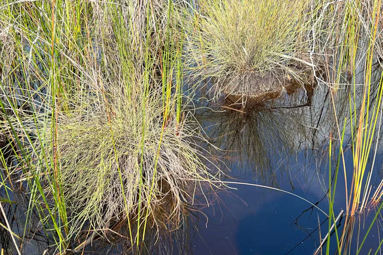 wire rush plant, peat bog