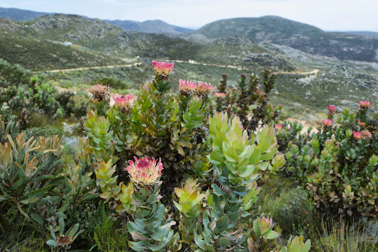 Hilly landscape with pink flowers in the foreground
