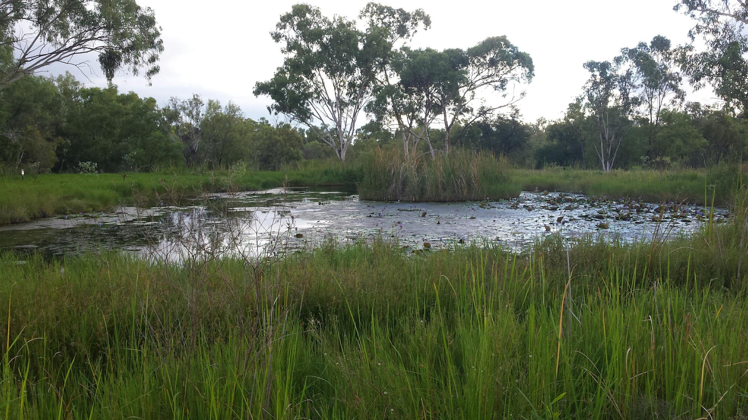 Doongmabulla springs in central Queensland, showing trees in the background, reeds in the foreground and water